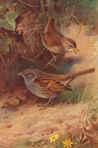 Zaunkönig, Heckenbraunelle von Archibald Thorburn