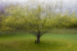 Träumender Grüner Baum von Arne Östlund