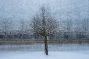 Wintertraum Baum
