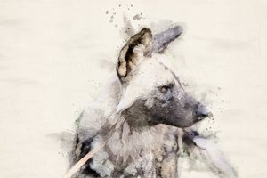 Ruhiger Wildhund Aquarell