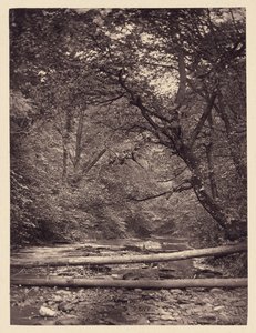 Gefallene Bäume im Wald