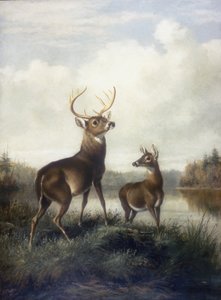 Hirsch und Reh