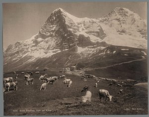 Kühe auf der Kleinen Scheidegg im Berner Oberland, im Hintergrund der Eiger und der Mönch
