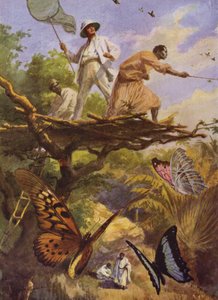 Schöne Schmetterlinge: Fang von Urania Rhipheus in Madagaskar