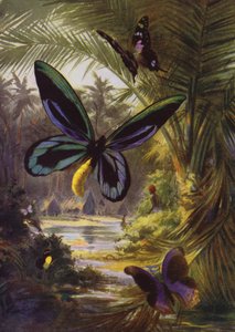 Schöne Schmetterlinge: Troides Alexandrae, der größte aller Schmetterlinge