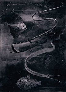 Tiefseefische (Lithografie) von Arthur Twidle