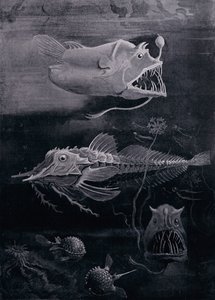Tiefseefisch von Arthur Twidle