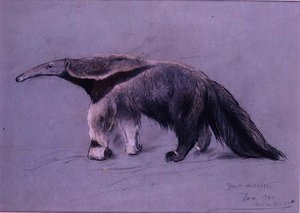 Großer Ameisenbär