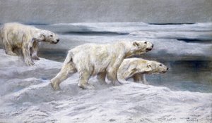 Eisbären, ca. 1900 von Arthur Wardle