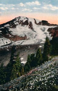 Lawinenlilien, die auf dem Mount Rainier wachsen, ca. 1916 von Asahel Curtis