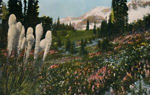 Indisches Korbgras wächst im Mount Rainier Nationalpark, ca. 1916 von Asahel Curtis