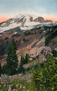 Lila Astern, im Mount Rainier Nationalpark, um 1916 von Asahel Curtis
