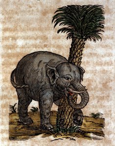 Ein Elefant reibt sich an einem Palmenstamm. Gravur aus einem Werk von Athanasius Kircher, Jesuit, Orientalist und Gelehrter.