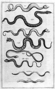 Schlangentypen aus Arca Noe von Athanasius Kircher