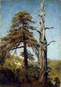 Baumstudie, Norwegen von August Cappelen