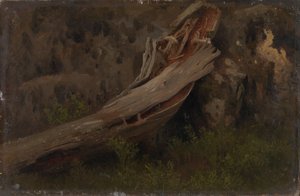 Studie eines verfallenden Baumstamms