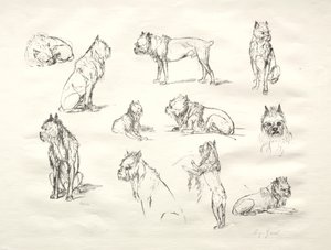 Studie von Hunden von August Gaul