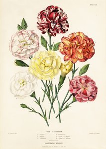 Baumnelkenarten, Dianthus caryophyllus: Ariadne 1, Schönheit 2, Garibaldi 3, Perfektion 4, Königin der Weißen 5, Königin der Gelben 6 von Augusta Innes (after) Withers