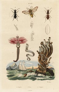 Federwurm, Hornissenmotte und Käfer von Auguste Dumenil