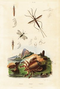 Roter Froschkrebs, Schlammfliege und Wasserwanze
