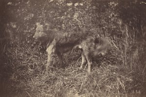 Studie eines Hundes, späte 1870er Jahre (Foto)