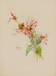 Bergamotte oder Bienenbaum, spätes 19. bis frühes 20. Jahrhundert