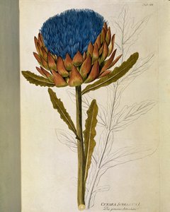 Botanik: „Artischocke“ (Cynara scolymus) Tafel aus „Medicinalium secundum Linnaei digestarum“ von Joseph Jacobi Plenck (1735-1807) 1788-1803 Private Sammlung von Austrian School