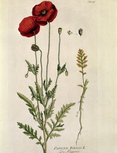 Botanik: „Roter Mohn“ (Papaver rhoeas) Tafel aus „Medicinalium secundum Linnaei Digestarum“ von Joseph Jacobi Plenck (1735-1807) 1788-1803 Private Sammlung von Austrian School