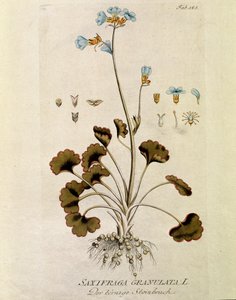 Botanisch: Saxifrage granule (Saxifraga granulata) Tafel aus Medicinalium secundum Linnaei digestarum von Joseph Jacobi Plenck (1735-1807) 1788-1803 Private Sammlung von Austrian School