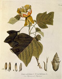 Botanik: „Tulpenbaum von Virginia“ (Liriodendron tulipifera) Tafel aus „Medicinalium secundum Linnaei digestarum“ von Joseph Jacobi Plenck (1735-1807) 1788-1803 Privatsammlung