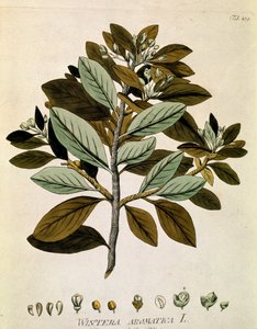 Botanik: „Winterrinde“ (Wintera aromatica) Tafel aus „Medicinalium secundum Linnaei digestarum“ von Joseph Jacobi Plenck (1735-1807) 1788-1803 Privatsammlung von Austrian School