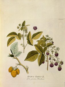 Botanik: „Himbeere“ (Rubus idaeus) Tafel aus „Medicinalium secundum Linnaei digestarum“ von Joseph Jacobi Plenck (1735-1807) 1788-1803 Privatsammlung von Austrian School