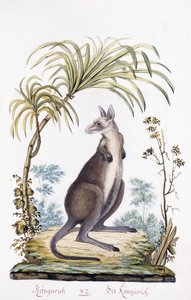 Känguru, 1794 von Austrian School