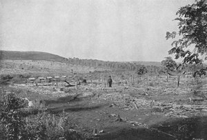 Plantacao de Cafe novo, 1895 von Axel Frick