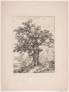 Niels Ebbesens Eiche. Gyllingnæs Wald
