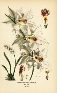 Oncidium alexandrae Orchidee, Odontoglossum crispum. Chromolithographie nach einer Illustration von B. Herincq aus Edward Step