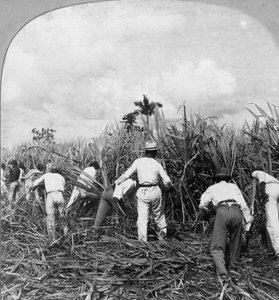 Zuckerrohrernte, Rio Pedro, Puerto Rico, 1900 von B. L. Singley