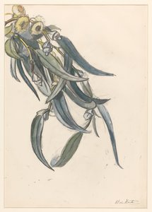 Blühender Zweig eines Eukalyptus von Barbara Elisabeth van Houten
