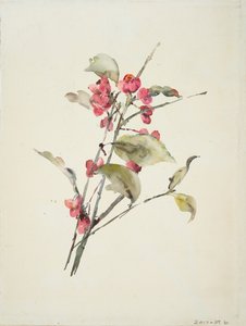 Rosa Blumen von Barbara Leigh Smith Bodichon
