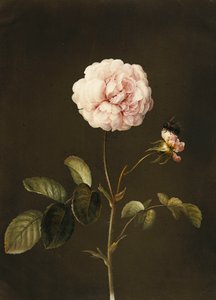 Eine Gallica-Rose mit einer Hummel