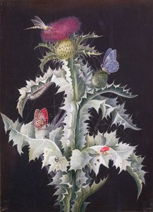 Eine Studie einer Distel mit Insekten