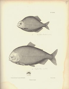 Characidae, Pl. XLVII, stahlgraviert von Coutant nach einer Gravur von Nicola Huet, Illustration aus 