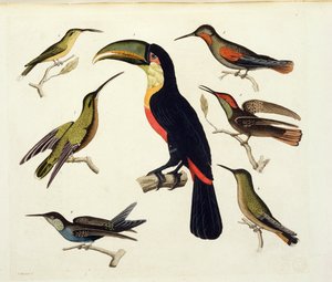 Einheimische Vögel, darunter der Tukan (Mitte), Amazonas, Brasilien, aus 