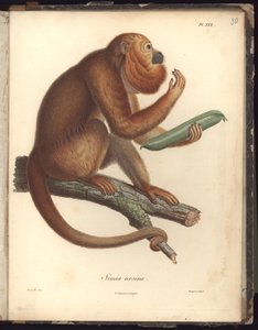 Simia ursina, Pl.XXX, Illustration aus Recueil d