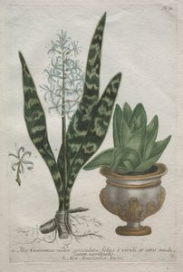 Aloen von Bartholomaus Seutter