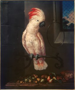 Weißer Papagei