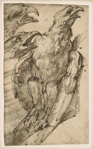 Studie eines Adlers von Bartolomeo Passarotti
