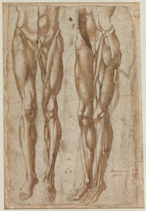 Zwei Studien eines gehäuteten Mannes (recto) von Bartolommeo da Arezzo