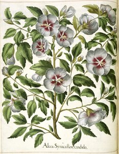 Alcca Syriaca, aus 
