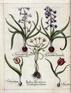 Hyazinthe und Tulpe, aus 